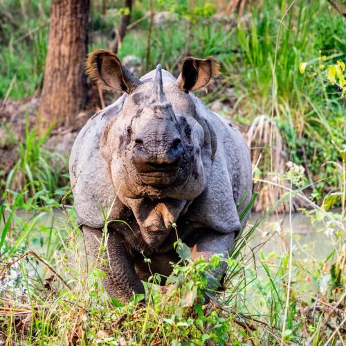 3 Nights 4 Days Comfortable Chitwan Safari Tour